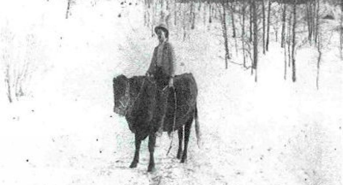Lorin Walker riding his bull JUMBO circa 1918