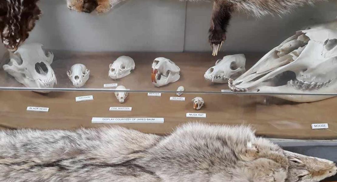 Taxidermy, moose, muskrat, black bear, beaver, badger, raccoon skulls.